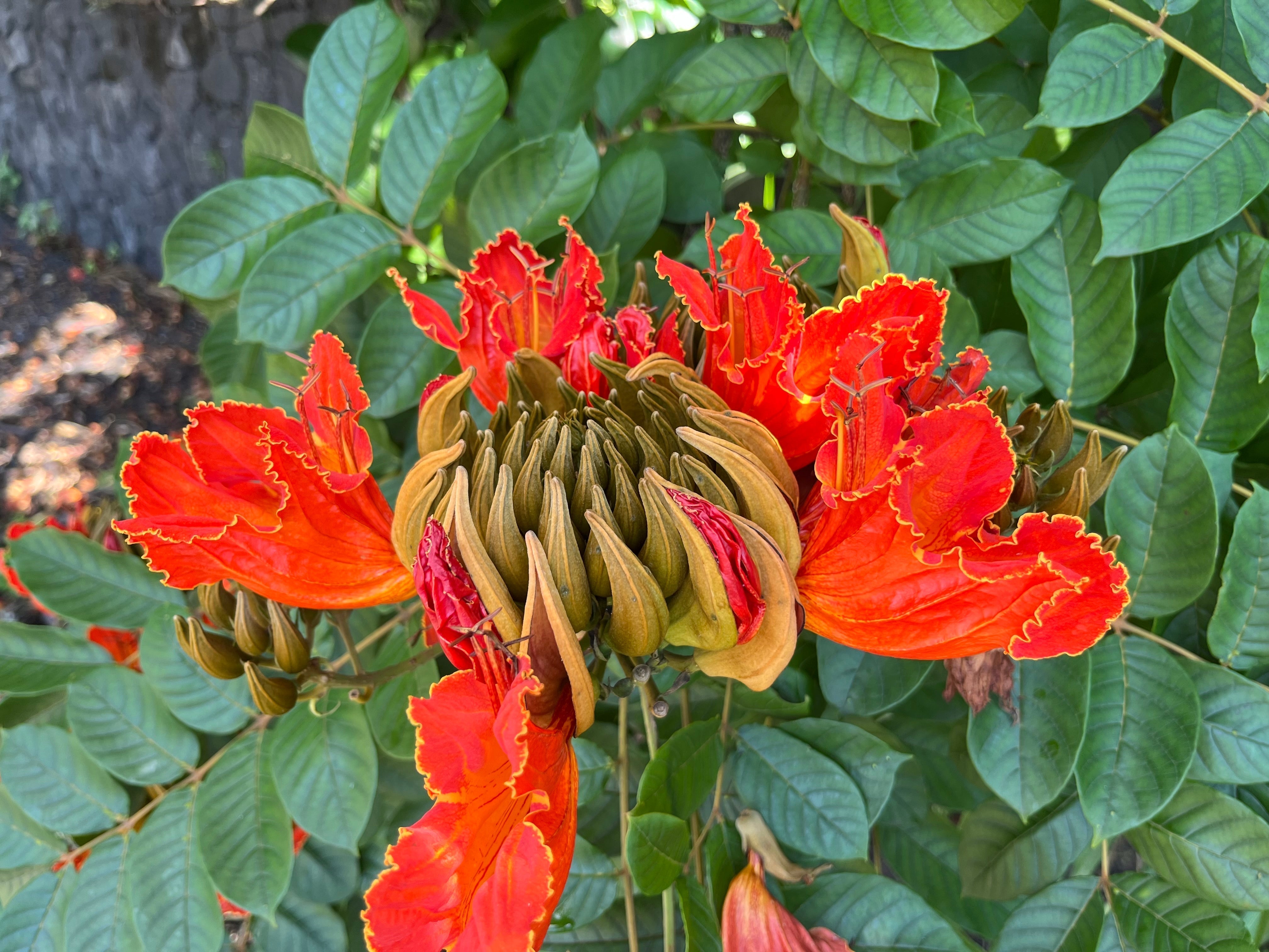 Learning with the Flame Tree: An Invasive Species