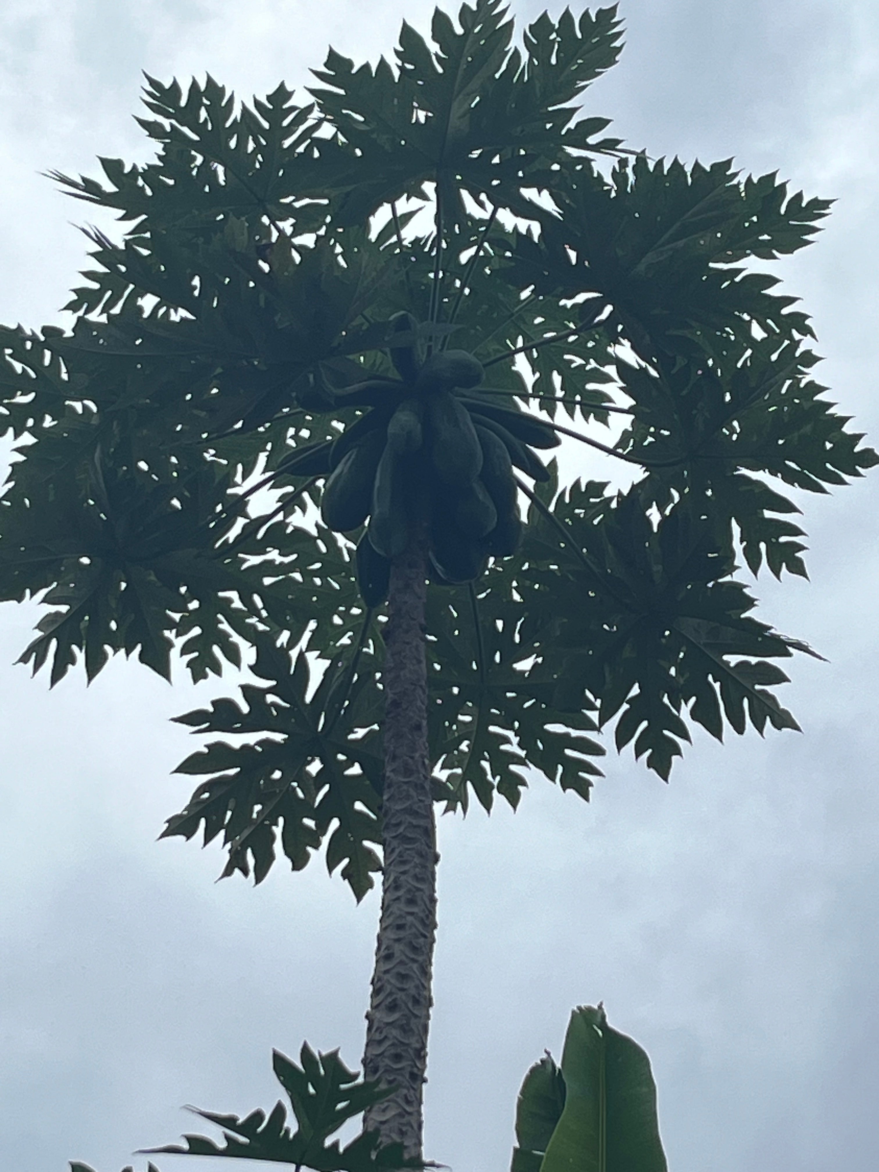 Learning with Papaya: Cord Cutting, Presence and Renewal