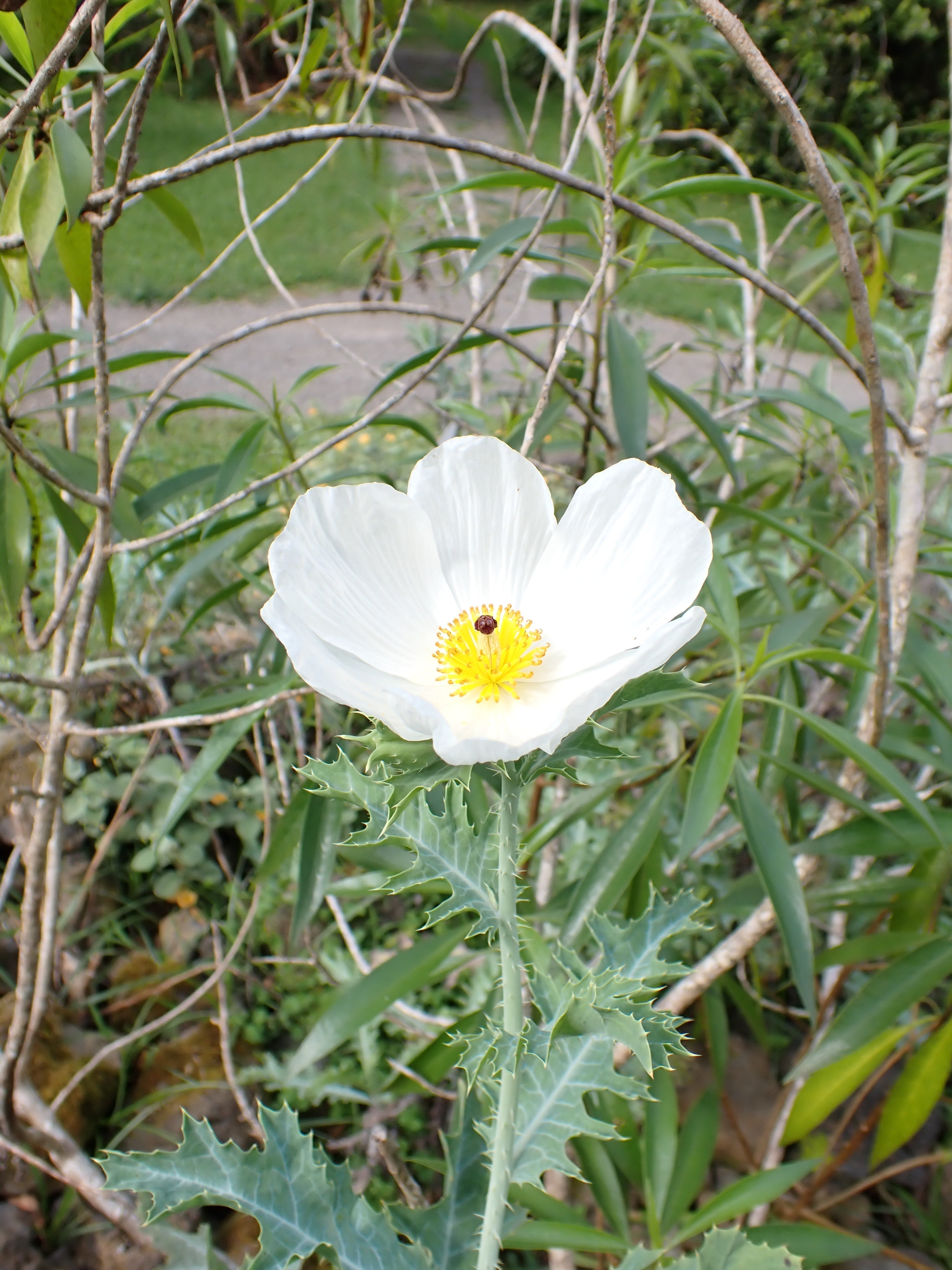 Prickly Poppy Flower Essence