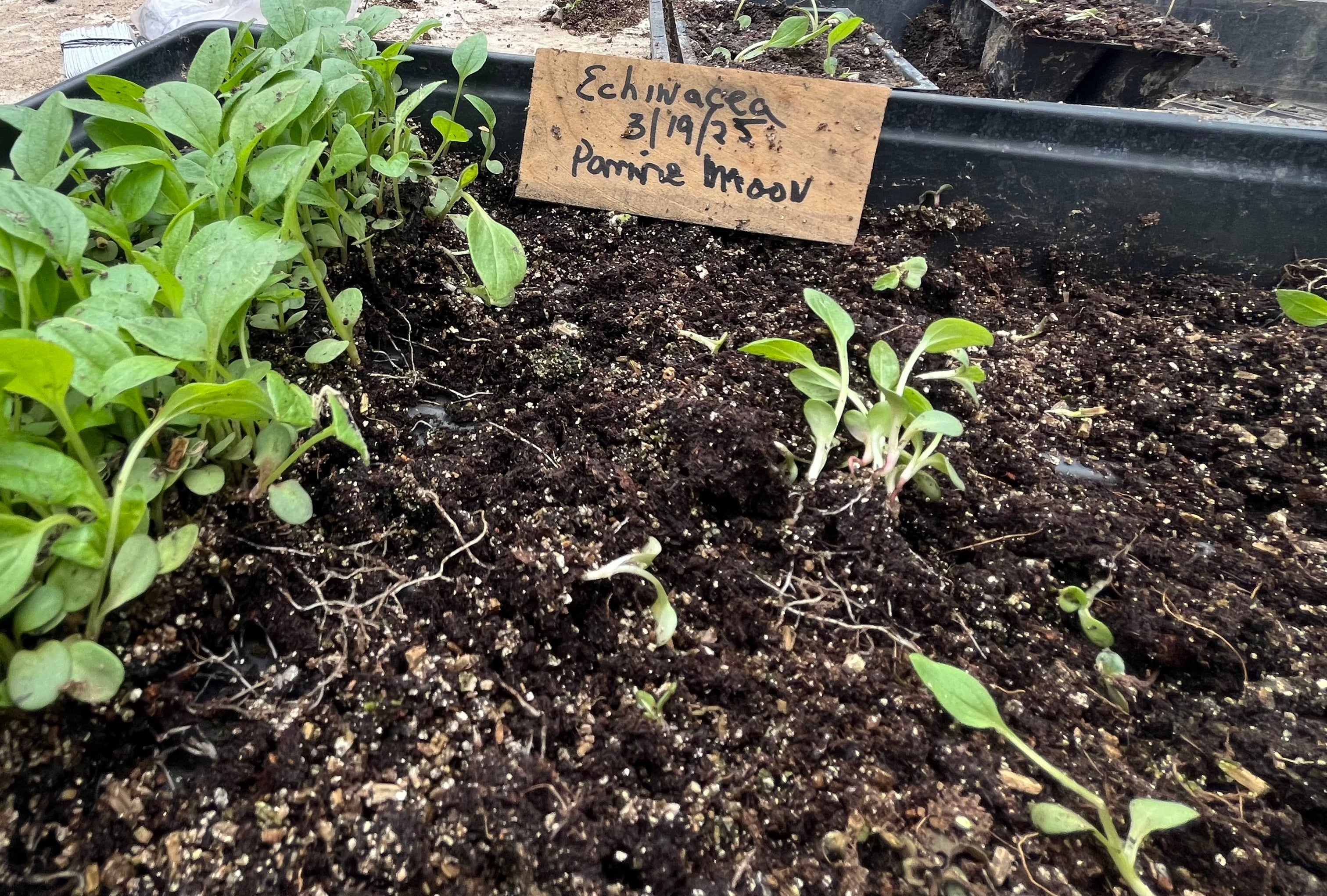 How I Became an Herbalist + A Course to Deepen Your Herbal Knowledge
