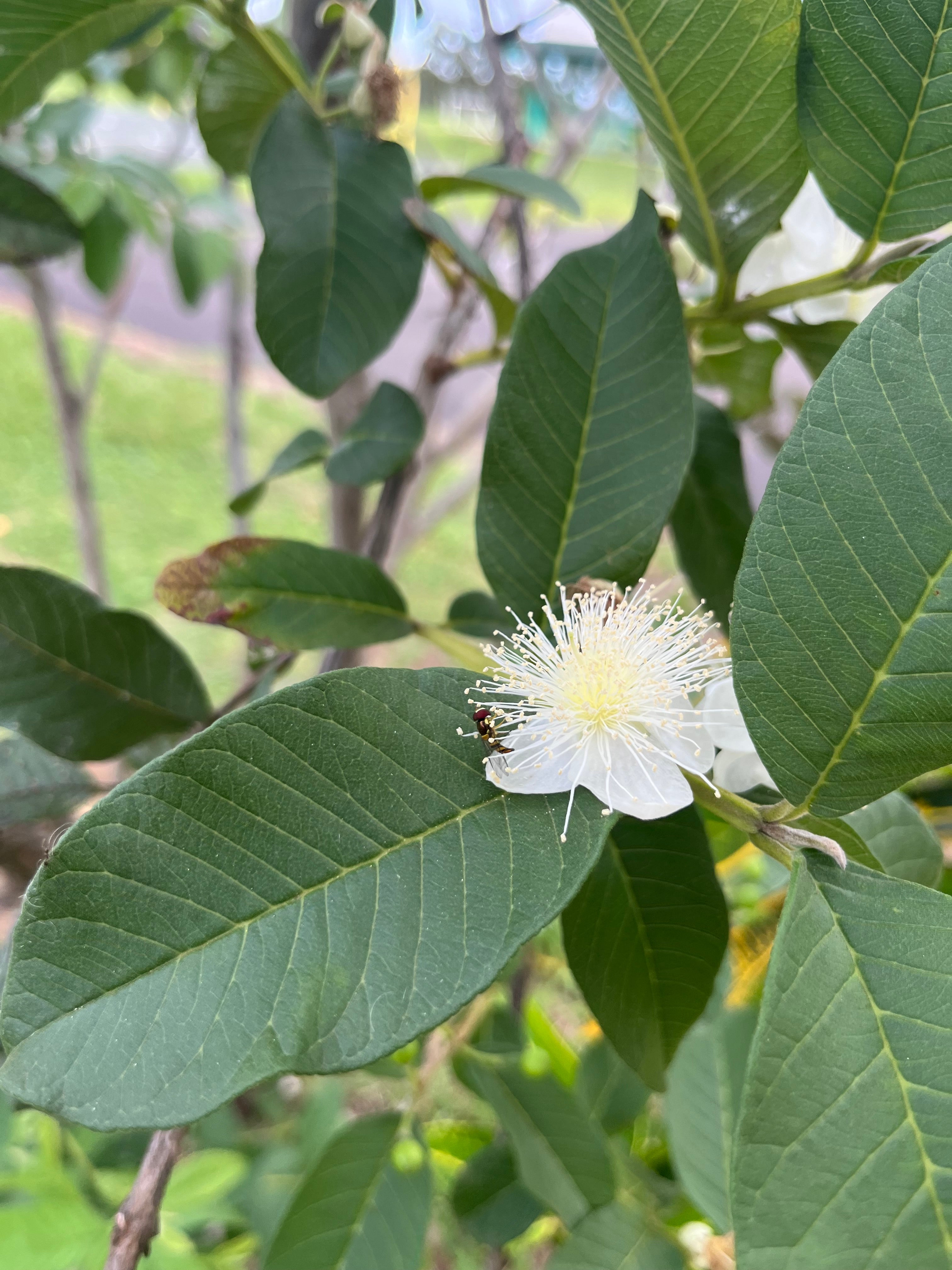 Guava Flower Essence