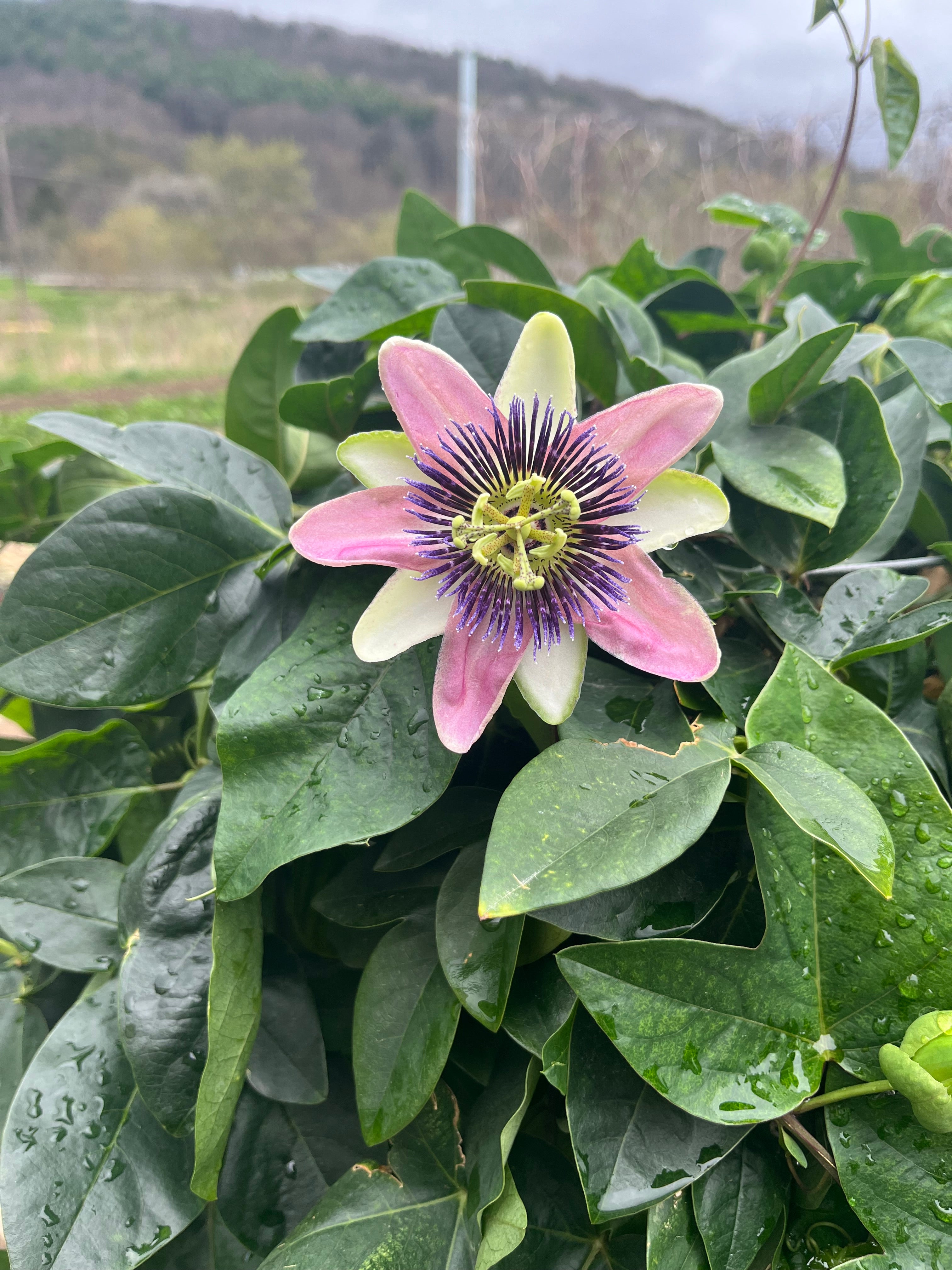 Passion Flower Essence