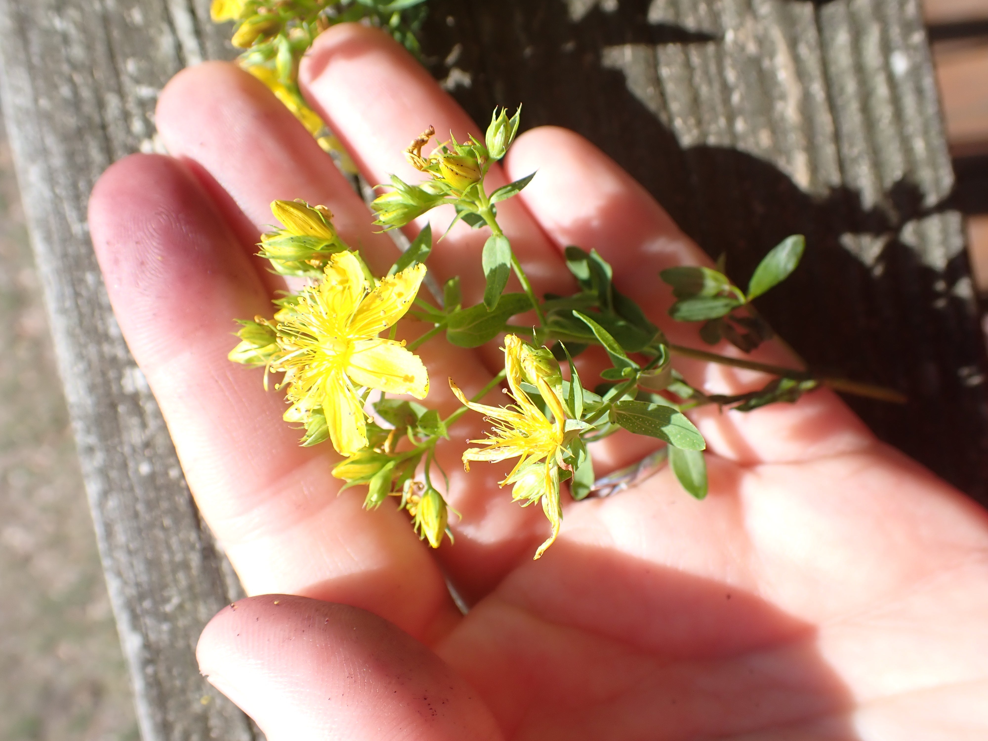 Why Organic Herbs Are a Game-Changer for Your Wellness Routine