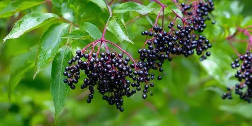 Elderberry Syrup and Gummy Recipe